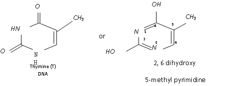 30_composition of nucleic acid1.png